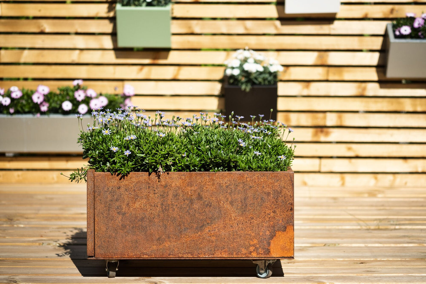 PLANT25 RUST - 2pck.