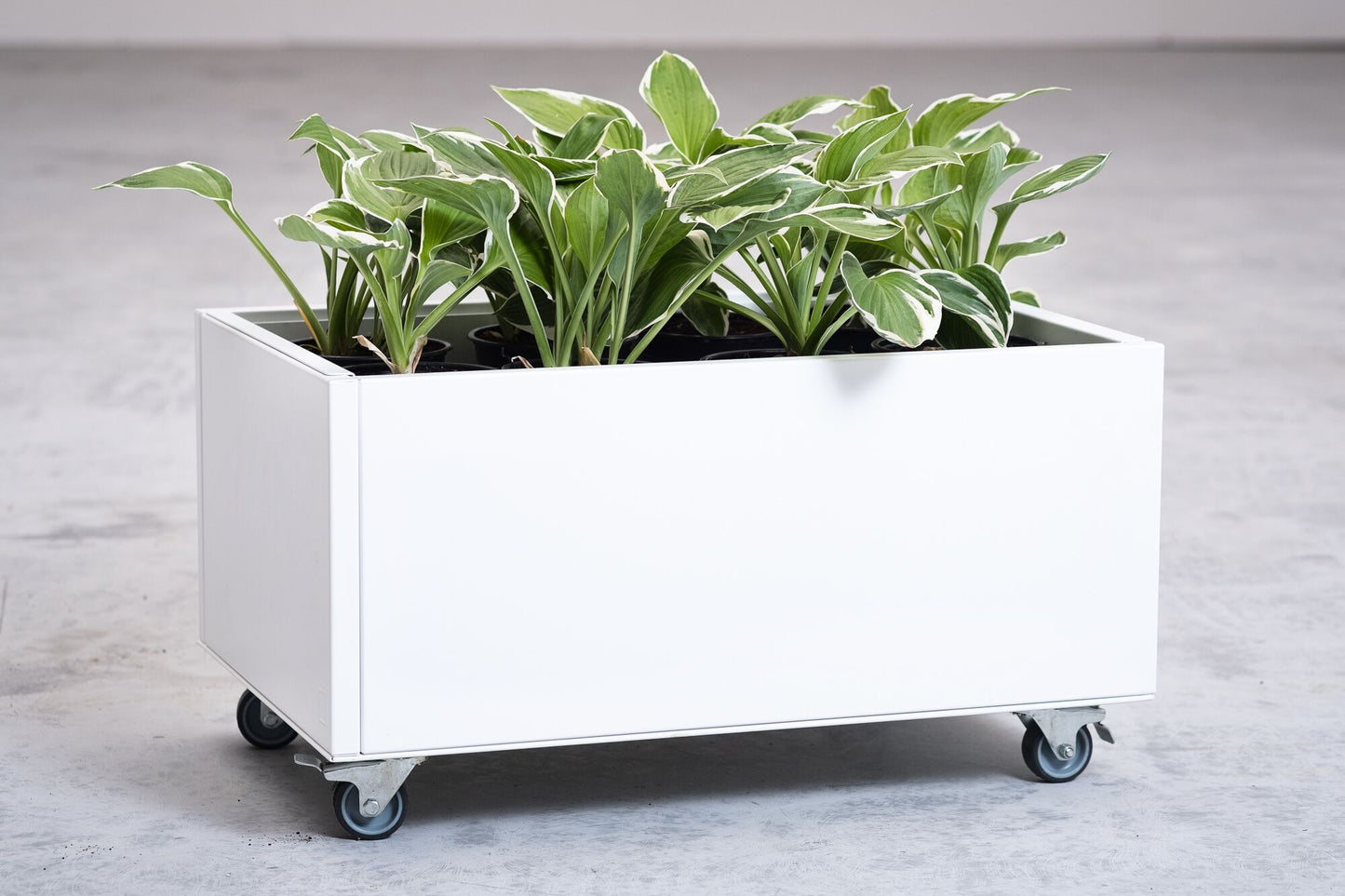 Indoor mobile planter