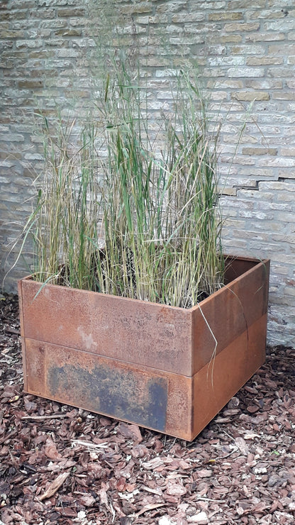 PLANT40 RUST - 2pck.